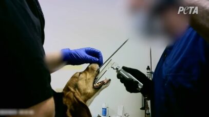 Inside a Contract Research Laboratory: A PETA Undercover Investigation