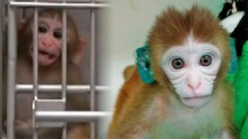 Science or Suffering? The Dark History of Experimenters Taking Babies From Mothers
