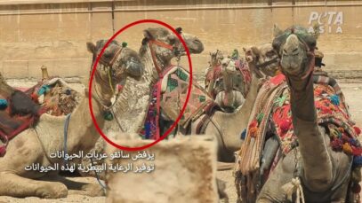 محقق منظمة بيتا آسيا يكتشف مومياء كانت مصر تحاول إخفاءها سرًا