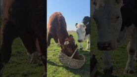 Bärchens 3. Geburtstag
