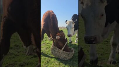 Bärchens 3. Geburtstag
