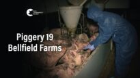 Bellfield Farms, Woodstock | Vic Pigs 2025