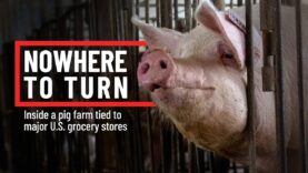 Breaking investigation: Ahold Delhaize cruelty exposed