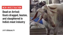Dead on Arrival: Goats dragged, beaten, and slaughtered in India’s meat industry