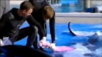 Dolphins are Being Sexually Abused at SeaWorld