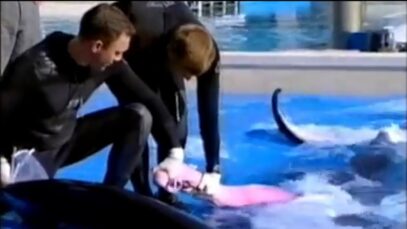 Dolphins are Being Sexually Abused at SeaWorld