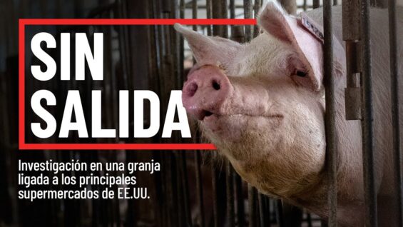 Enjauladas y olvidadas: El cruel secreto detrás de los supermercados de EE.UU.