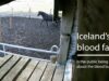 Iceland’s blood farms – Is the public being deceived about the blood business?