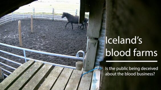 Iceland’s blood farms – Is the public being deceived about the blood business?