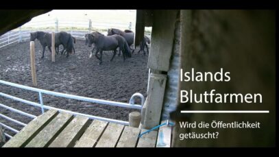 Islands Blutfarmen – wird die Öffentlichkeit getäuscht?