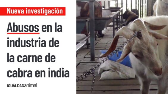 La cruel realidad de la industria de la carne de cabra en India | Investigación Igualdad Animal
