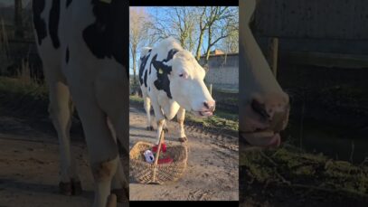 Littlefoots 4. Geburtstag