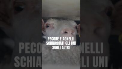 Nuova indagine: continuano le crudeltà dei trasporti di Pasqua