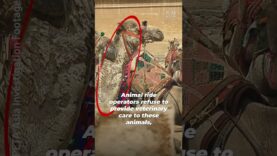 PETA Found MUMMIES In Egypt – And NOT Who You Think