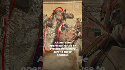 PETA Found MUMMIES In Egypt – And NOT Who You Think