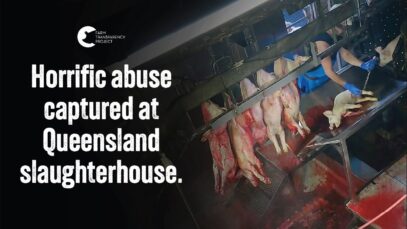 Punched, Kicked, Stabbed and Drowned by Slaughterhouse Workers | Carey Bros