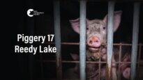 Reedy Lake Grower, Whroo | Vic Pigs 2025
