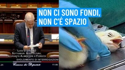 Strage dei pulcini maschi: botta e risposta in Parlamento, ma il governo prende tempo