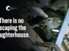 Thousands of Cows Forced to Their Deaths | Greenmountain