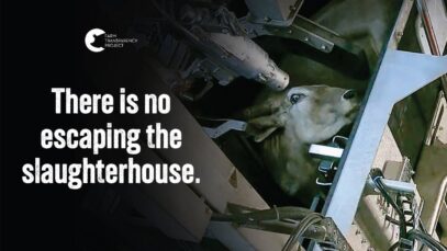 Thousands of Cows Forced to Their Deaths | Greenmountain