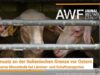 Tierleid auf Europas Straßen – Aufgedeckt vor Ostern