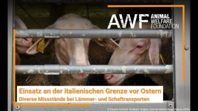 Tierleid auf Europas Straßen – Aufgedeckt vor Ostern