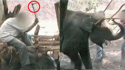Was A Baby Elephant Beaten and Terrorized for Your Vacation?