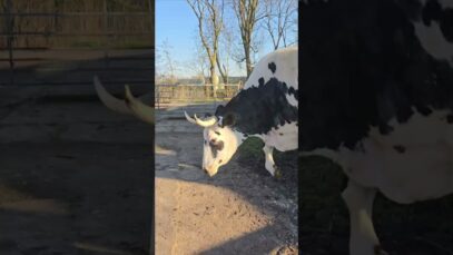 Weidesaison Teil 2