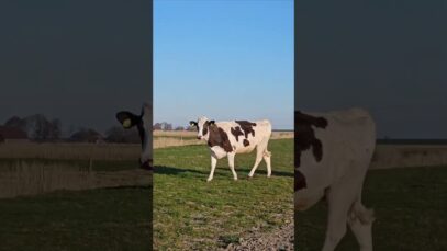 Weidesaison Teil 4