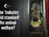 What ‘Paddock to Plate’ Really Looks Like | Millmerran Meats