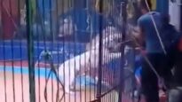 Why Tigers DO NOT Belong in Circuses…