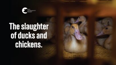 Birds’ Throats Slit While Still Conscious | Tinder Creek