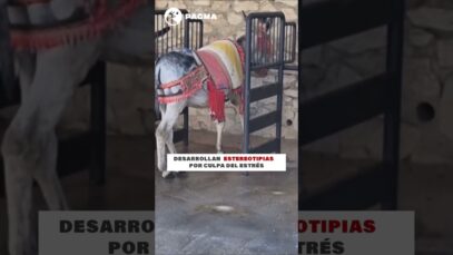 CORTA SU CUERDA – 25 DE MAYO – 11:00 – MIJAS