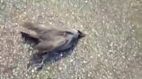 Dans le Puy-de-Dôme, le massacre de choucas ne sera pas passé sous silence: One Voice porte plainte!