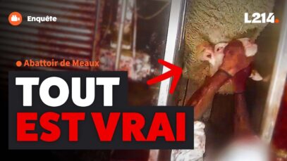 Dans les coulisses de l’abattoir de MEAUX : l’enquête complète.