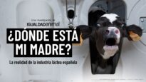¿Dónde está mi madre? La REALIDAD de la industria láctea española