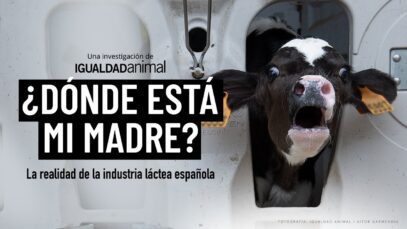 ¿Dónde está mi madre? La REALIDAD de la industria láctea española