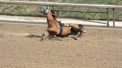 Drugs, Breakdowns, Death: How Many Horses Will Die on Kentucky Derby Day?