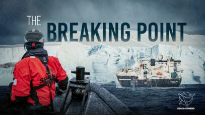 Fighting the Krill Collapse