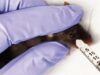 Foreign Laboratories Have Tormented and Killed Animals for Decades—And the U.S. Has Paid for It