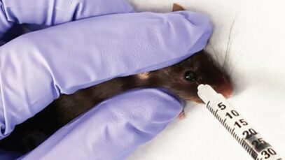 Foreign Laboratories Have Tormented and Killed Animals for Decades—And the U.S. Has Paid for It