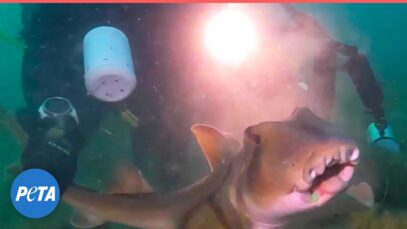 Heroic Diver RESCUES Trapped Shark!