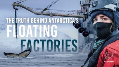 How Antarctica’s Waters Are Being Turned Into a Production Line