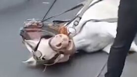 Man Slaps a Collapsed Horse and Celebs are Outraged