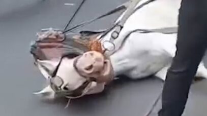 Man Slaps a Collapsed Horse and Celebs are Outraged