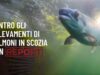 Report: le nostre immagini sugli allevamenti di salmone in Scozia