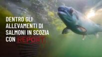 Report: le nostre immagini sugli allevamenti di salmone in Scozia