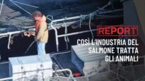 Report: operatore urina nella vasca dei salmoni, nuove immagini dagli allevamenti in Scozia