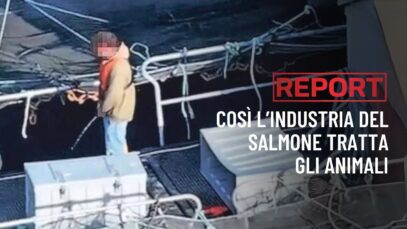 Report: operatore urina nella vasca dei salmoni, nuove immagini dagli allevamenti in Scozia