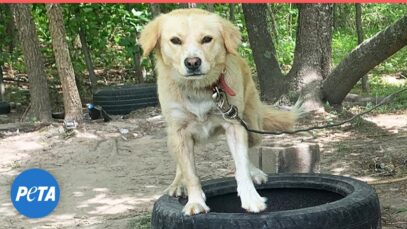 RESCUED after four years of loneliness and neglect